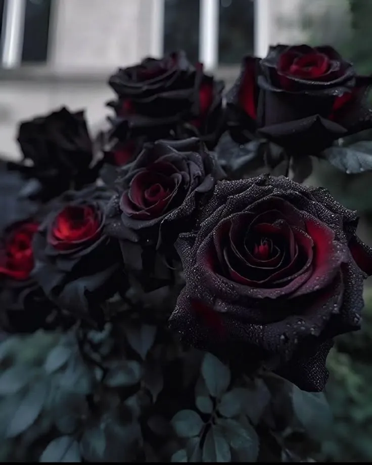 Black Baccara Roses