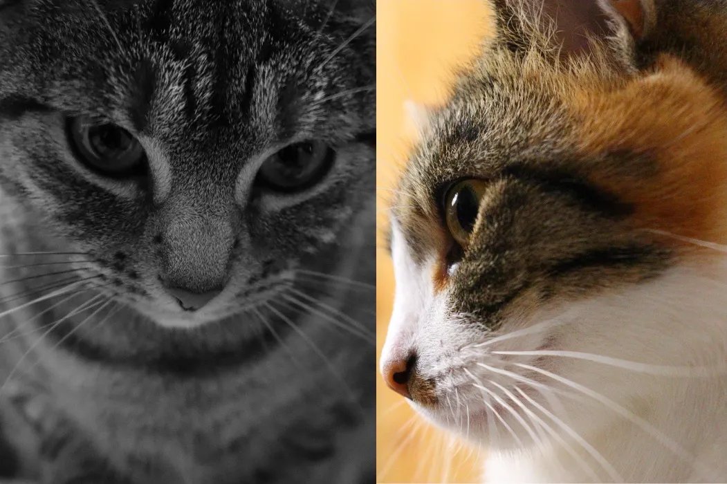 Cat Stuff
