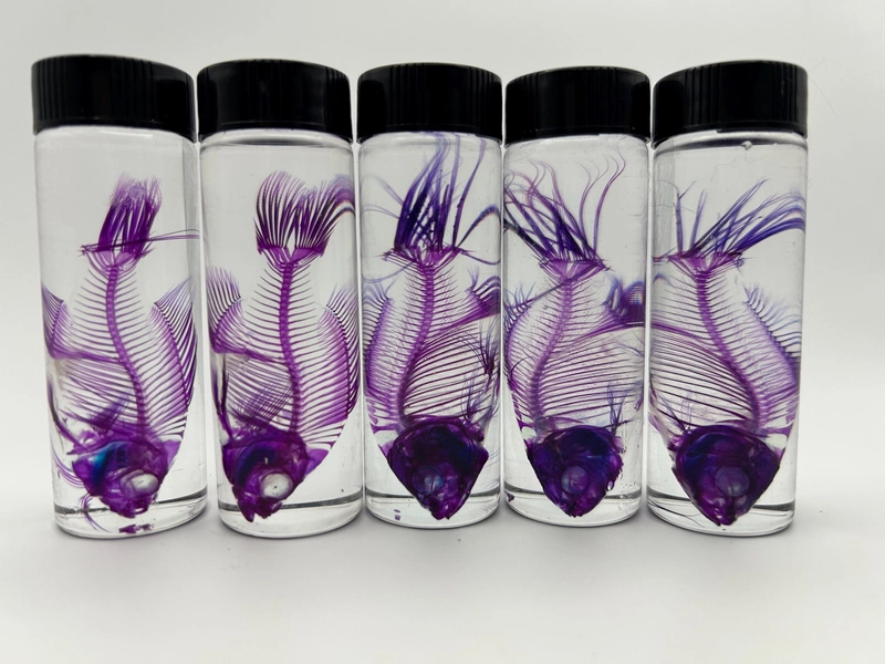 Diaphonized Fish | Oddity and curiosities home decor goth taxidermy |