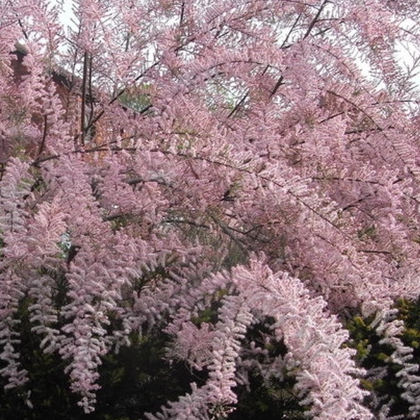 Tamarix tetrandra