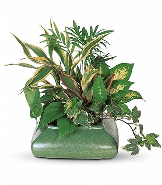 Small Garden Dish | Social Flowers