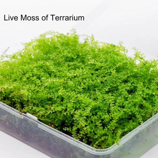 Live Moss Variety Pack - Terrarium, Reptile Habitat Ground Cover