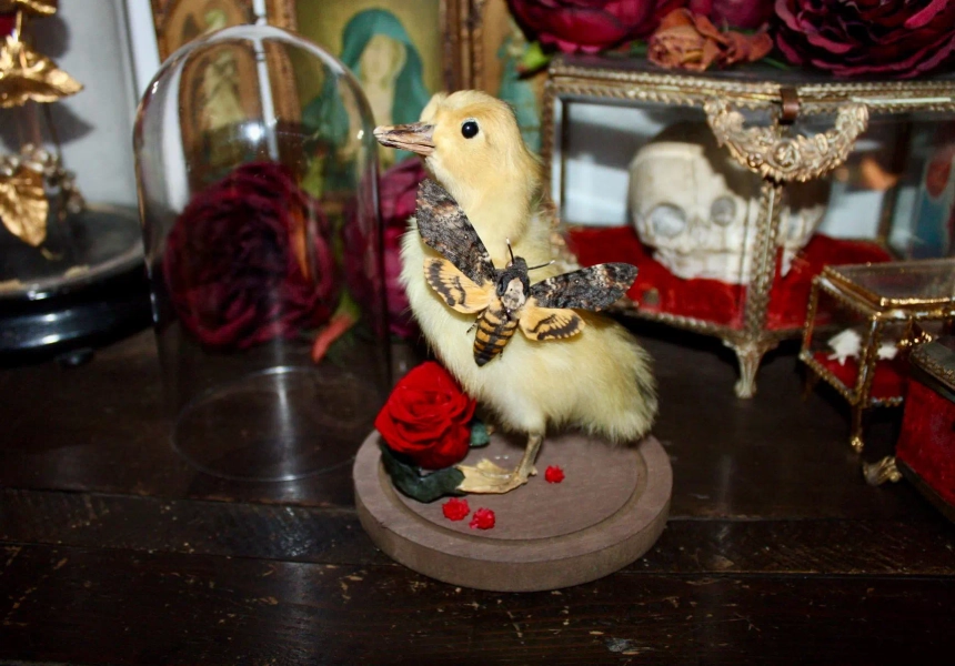 Globe dome, real taxidermied butterfly, double-headed duckling, taxidermy oddities, cabinet of curiosities, wunderkammer oddities, Acherontia atropos