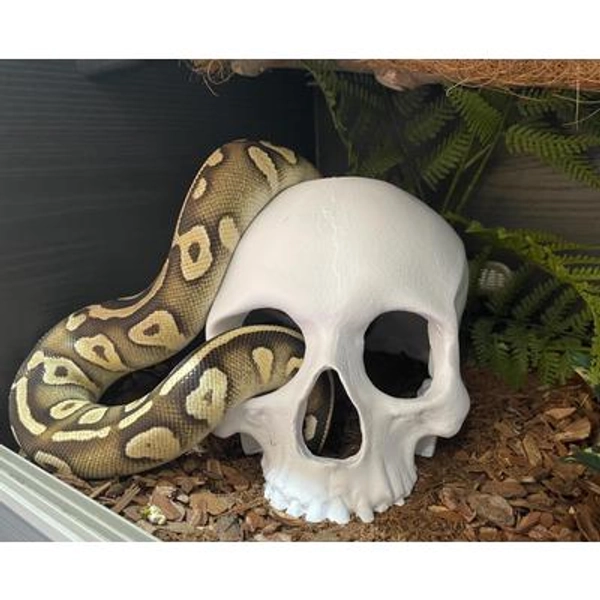 Snake enrichment Skull Hide