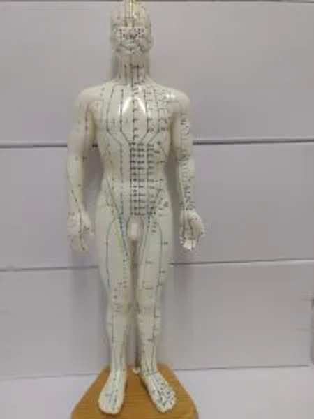 Modelo de Corpo Humano - Accushop