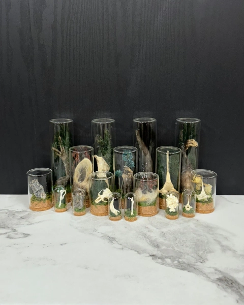 Mystery Oddity Vials, Small-jumbo Sized Ethically & Sustainably Sourced Curio Glass Displays - Etsy
