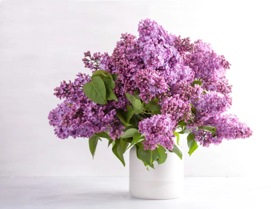 Buy B.J. some Lilacs