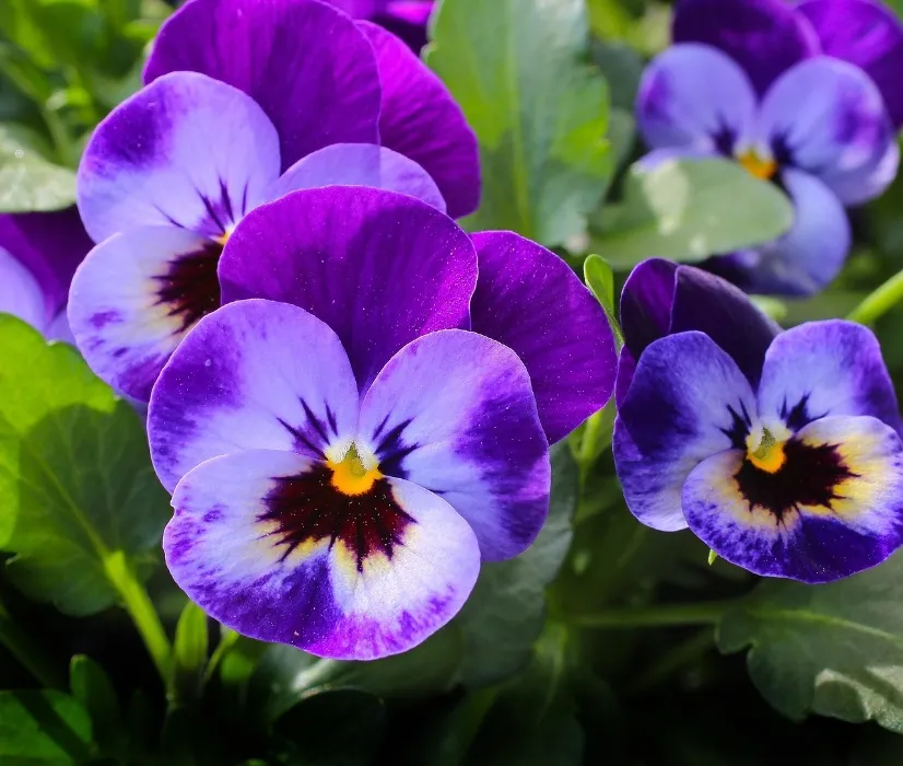 Buy B.J. some Pansies