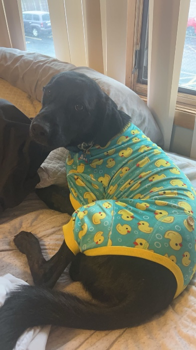 A pair of doggie pajamas 