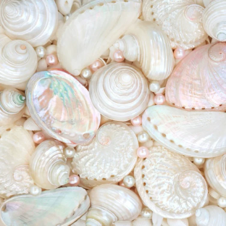 Seashells