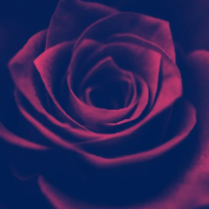 A single rose