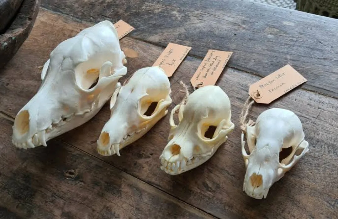 (BUNDLE) Real Animals Skulls (let me choose!) (ethically sourced)