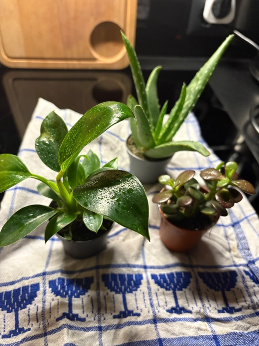 Plants