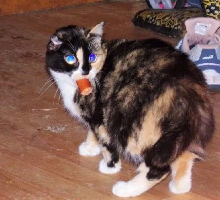 ♡⸝⸝ sponsor my yoga sessions 