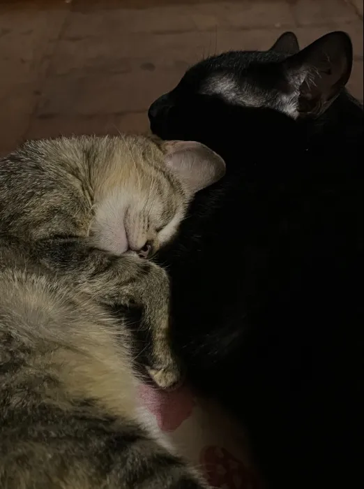 cat treat 4 my cats :3 