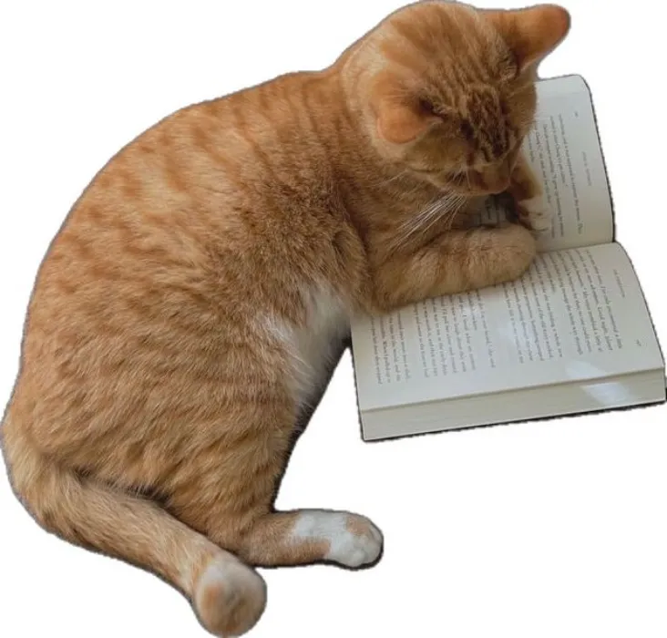 ꒰ 🎀 ꒱ — dress up for you