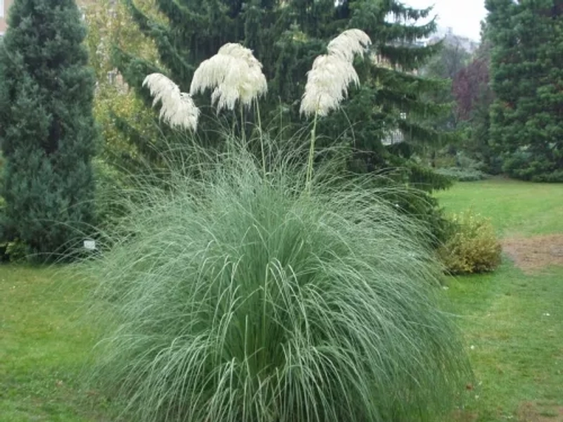 Cortaderia selloana 'White Plume'