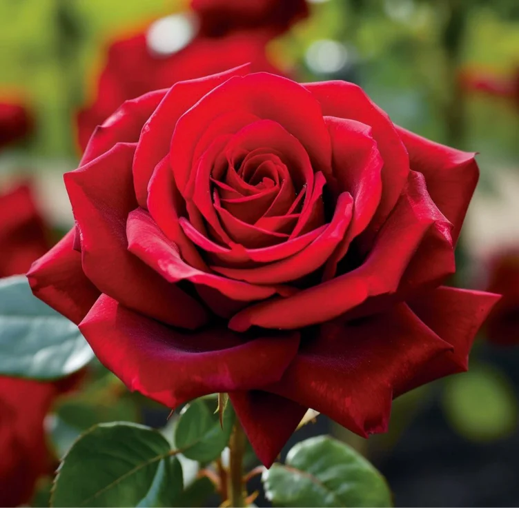 Single red rose 🌹 