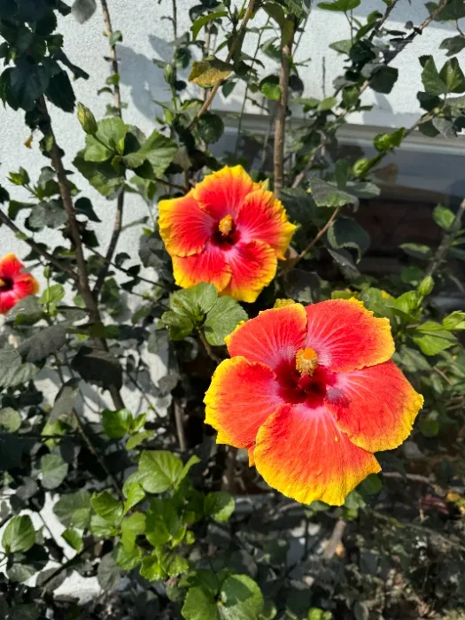 Flowers for your altar, Goddess