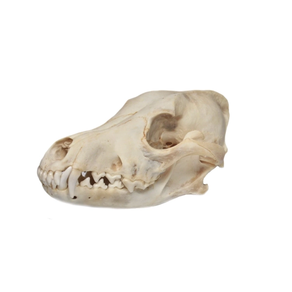 Real Bone Craft Grade Coyote Skull