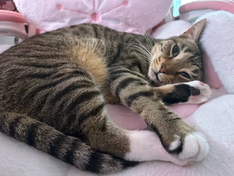 Donations for Animals (Read description)