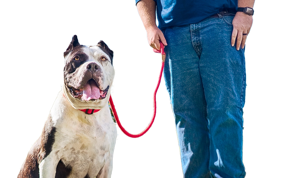 APA of Missouri | Pet Adoption, Wellness and Education