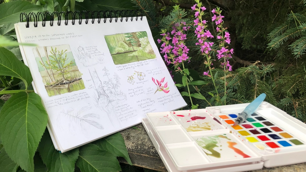 Nature Journaling and Field Sketching | Bird Academy • The Cornell Lab