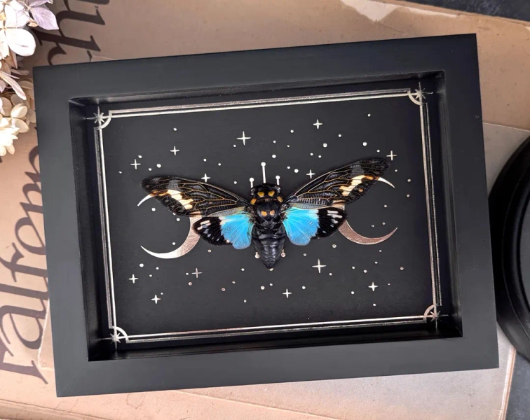 Blue Ghost Cicada Framed Art: Gold Moon Print Shadow Box - Etsy.de