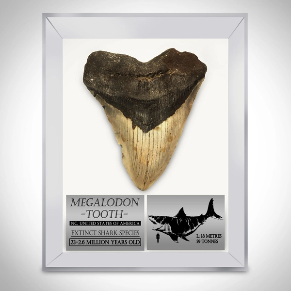 Megalodon Shark Tooth - Authentic Huge 5"-7" Fossilized Megalodon Shark Tooth Custom Museum Display | RARE-T