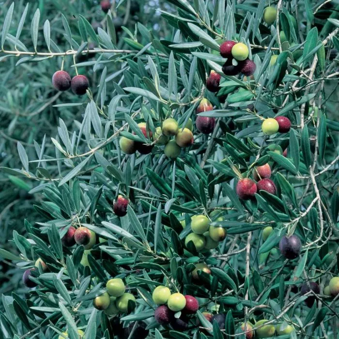 Olive Tree - Arbequina