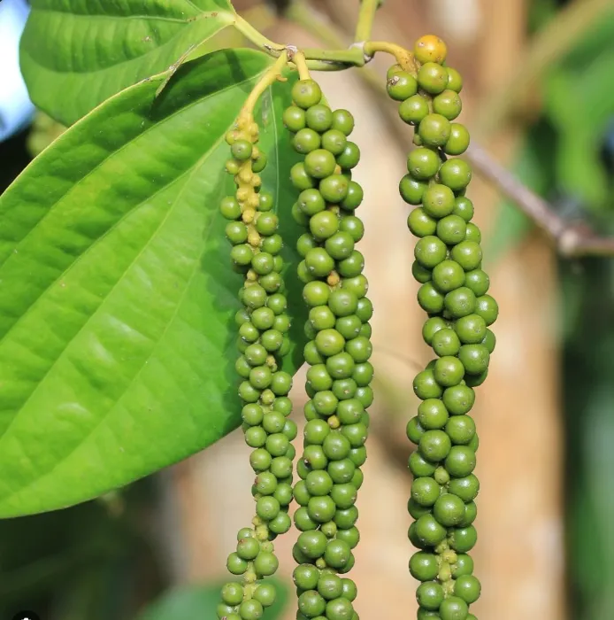 Black pepper seeds