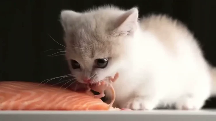 Sushi :3 