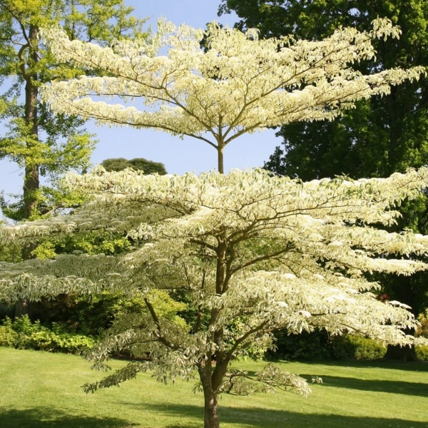 Cornus controversa Variegata