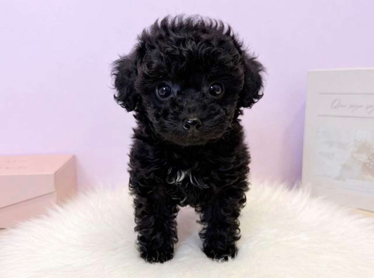 My little puppy
