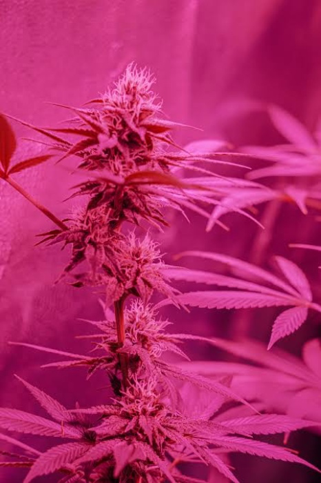 The devils lettuce 🎀