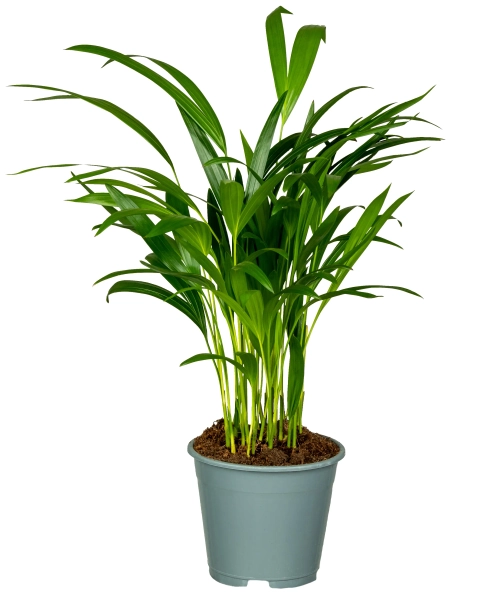 Dypsis Lutescens - 60 cm 14 cm