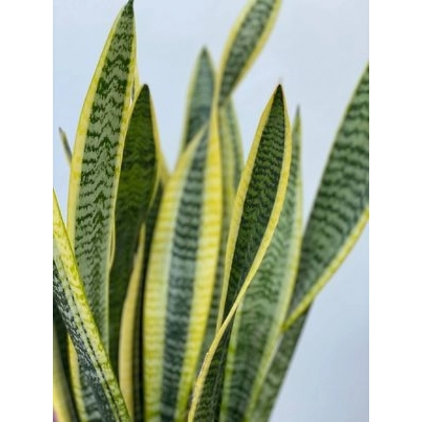 Sanseveria