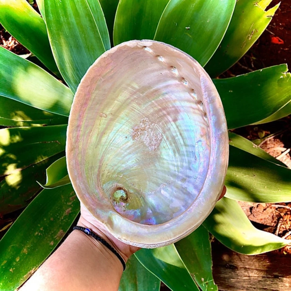 XXXL Abalone Shell 6-7+ Inches: Natural Smudge Bowl - Etsy