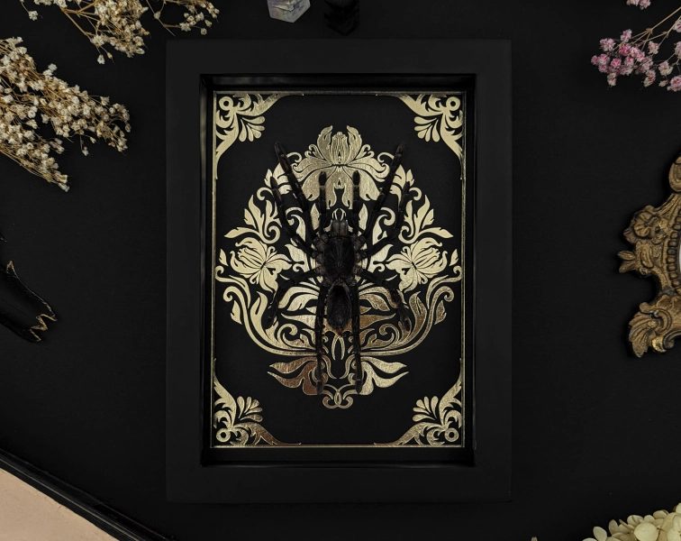 Framed Bird Eating Spider: Baroque Ornament, Gothic Home Decor