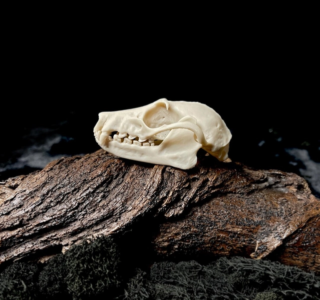 Resin Fruit Bat Skull Replica: Life Size Flying Fox - Etsy Canada