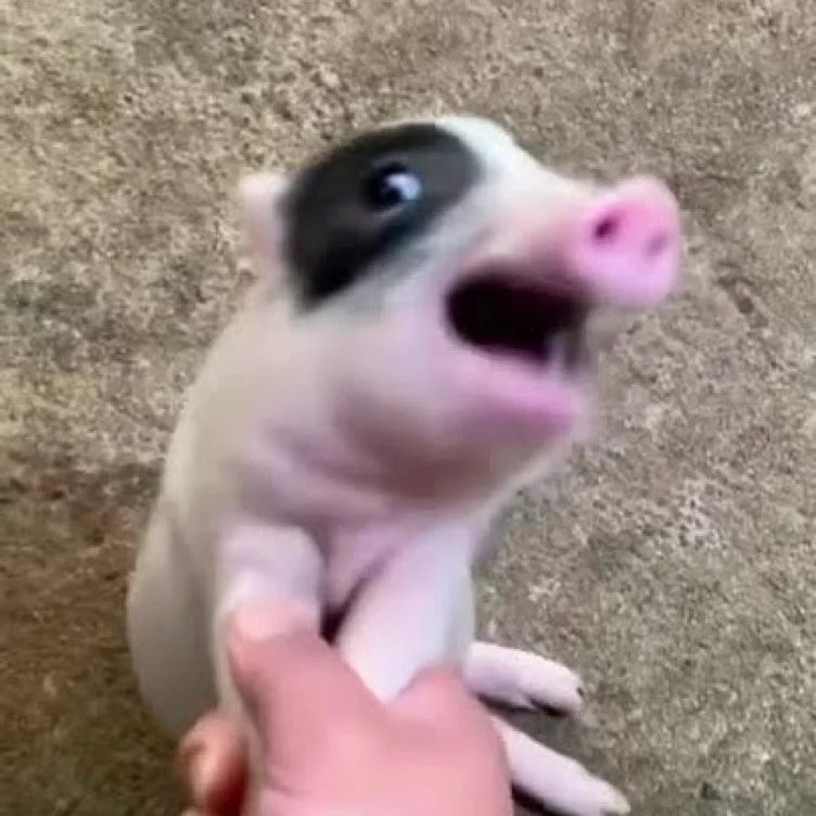 Pay 🐽