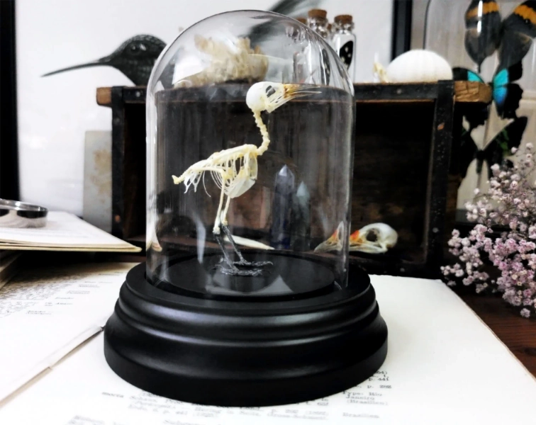 Real Bird Skeleton in Glass Dome Preserved Real Animal Bones Taxidermy Taxadermy Entomology Oddities Cabinet Witch Dark Goth Shelf Decor