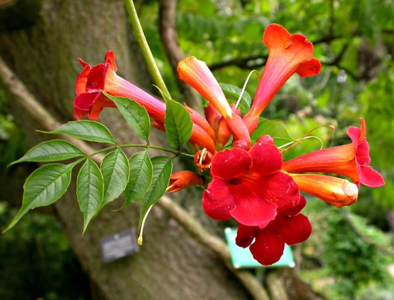 Red Trumpet Vine, Campsis Radicans, 25 Seeds, Vigorous Climber, Fast Growing, Cold Hardy, Zones 6 to 11, Drought-tolerant, Hummingbirds - Etsy