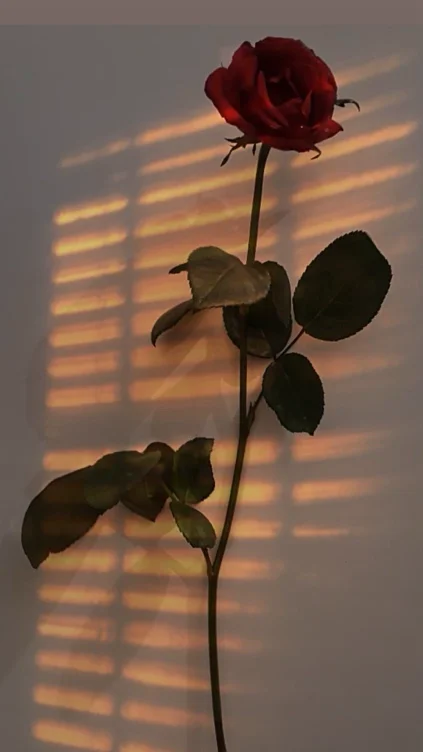 rose 