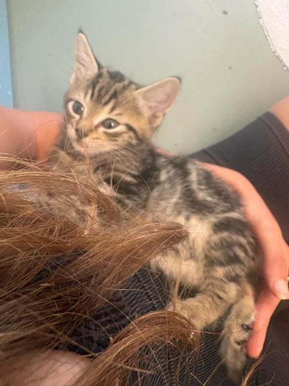 To adopt this baby 😻 (350)