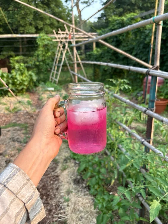 PINK LEMONADE (200)