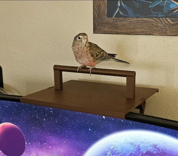 Monitor Perch for Your Feathered Co-Pilot