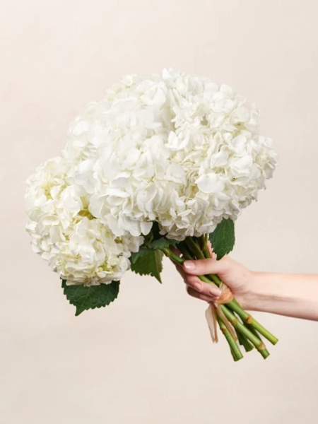 Blanche