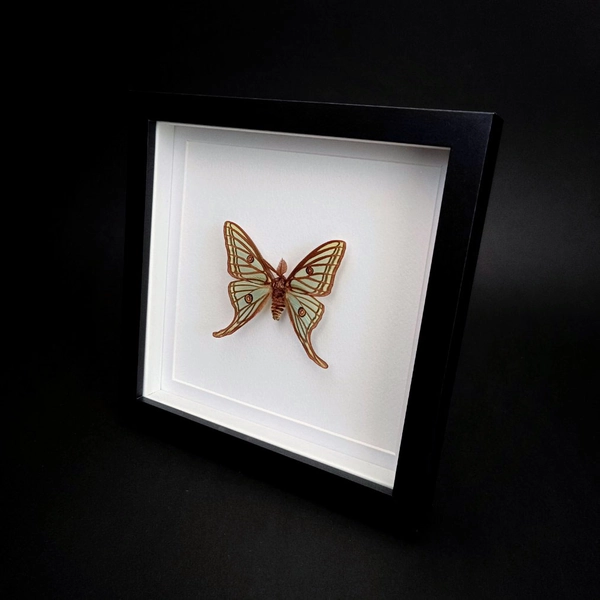 Graellsia isabellae