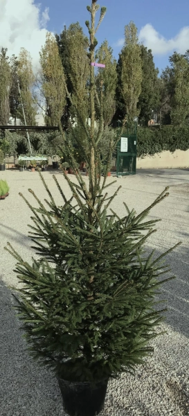 Christmas tree Abete Rosso - Vivaio Roma Garden